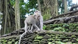  &#39;Rừng khỉ thi&#234;ng&#39; ở Bali