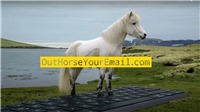 Độc đ&#225;o dịch vụ d&#249;ng ngựa trả lời email tại Iceland
