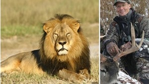 Vụ ‘vua sư tử’ Cecil bị thợ săn Mỹ s&#225;t hại: Cơn phẫn nộ to&#224;n cầu