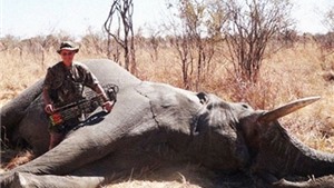 Th&#234;m một b&#225;c sĩ Mỹ bị tố giết sư tử bất hợp ph&#225;p ở Zimbabwe