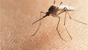 Bộ Y tế khuyến c&#225;o về bệnh do vi r&#250;t ZIKA l&#226;y truyền qua muỗi Aedes