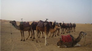 Ch&#249;m ảnh du lịch: Cưỡi lạc đ&#224; tr&#234;n sa mạc Sahara