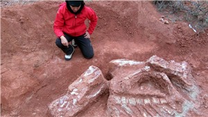Argentina ph&#225;t hiện h&#243;a thạch khủng long c&#243; ni&#234;n đại hơn 200 triệu năm