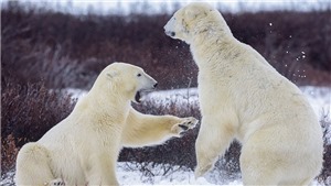 Nguy cơ r&#236;nh rập lo&#224;i gấu Bắc Cực ở Canada
