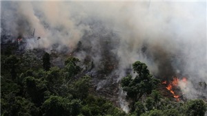 Tuần h&#224;nh tại nhiều nơi k&#234;u gọi bảo vệ rừng Amazon