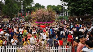 Lễ hội Kanagawa Nhật Bản tại Phố đi bộ Hồ Gươm 