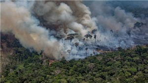 Rừng Amazon tiếp tục bị t&#224;n ph&#225; nghi&#234;m trọng