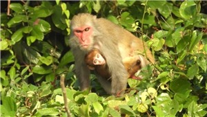 Bảo tồn lo&#224;i khỉ Macaca qu&#253; hiếm tại Vườn Quốc gia Bến En