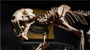 Đấu gi&#225; bộ xương hổ răng kiếm h&#243;a thạch gần 40 triệu năm tuổi
