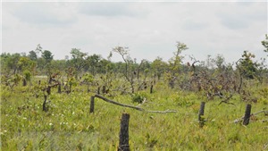 Vụ ph&#225; rừng quy m&#244; lớn tại Đắk Lắk: Bắt tạm giam 28 đối tượng li&#234;n quan