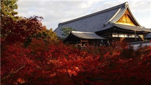 Kinh nghiệm du lịch Nhật Bản tự t&#250;c. Kh&#225;m ph&#225; Kyoto 3 ng&#224;y như thế n&#224;o?
