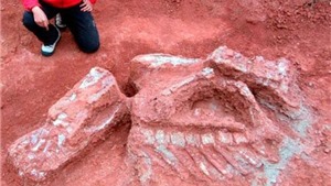 Ph&#225;t hiện h&#243;a thạch của lo&#224;i động vật c&#243; v&#250; cổ xưa nhất ở Chile