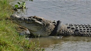 Truyện cười: Cho c&#225; sấu ăn