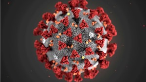 Virus Corona đ&#227; g&#226;y đại dịch từ c&#225;ch đ&#226;y 20.000 năm