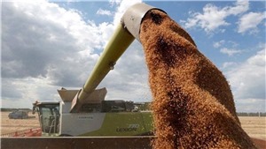 Ukraine khẳng định tiếp tục chuẩn bị cho việc xuất khẩu ngũ cốc
