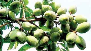  Chữ và nghĩa: Tháng Bảy mưa gãy cành trám 