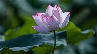  Lạc vào thung lũng hoa sen đẹp nao lòng ở ngoại thành Hà Nội 