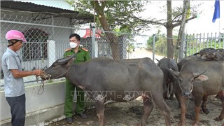  Bình Phước: Phát hiện 2 đối tượng dắt trộm 8 con trâu bằng xe máy trên Quốc lộ lúc rạng sáng 