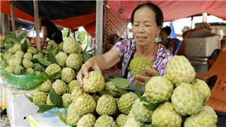  Mùa thu hoạch thăm thủ phủ na Chi Lăng, Lạng Sơn 